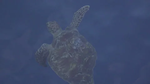 Turtle underwater slow motion Stock Footage 66251467