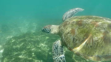 Turtle Underwater Slowmotion 4k Stock Footage 85818900