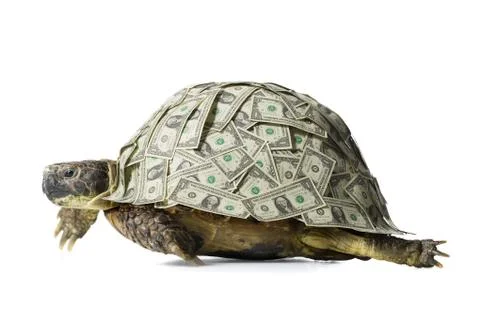 Turtle with US dollar bills on shell Fotos de archivo