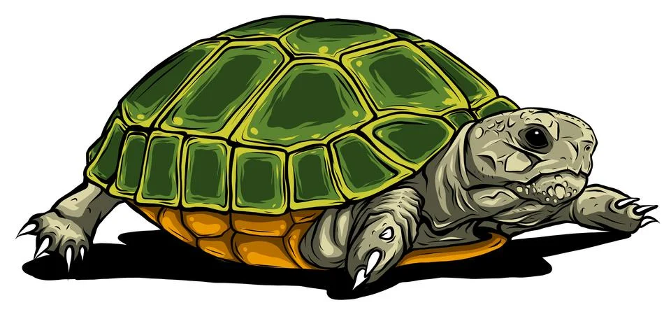 Turtle vector icon.Cartoon vector icon isolated on white background turtle. Stock Illustration