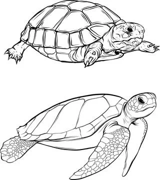 Turtle vector with vintage outline style on white background Stock Illustration