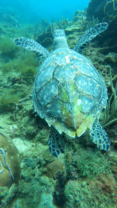 Turtle  vertical footage 库存影片 221367167