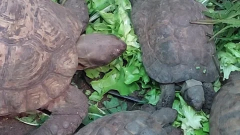 Turtle Video Closeup Footage Video stock 262783267