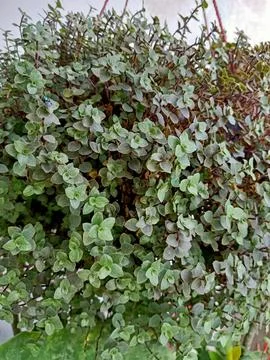 Turtle Vine Plant Stock Photos
