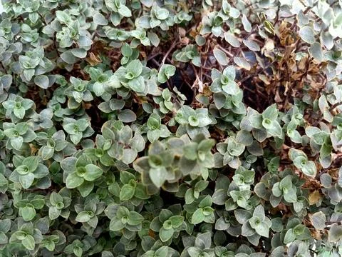 Turtle Vine Plant Stock Photos
