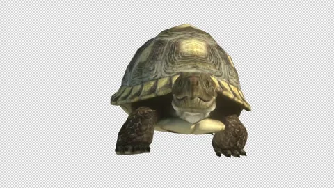 Turtle-walk-front-view Video stock 241223154