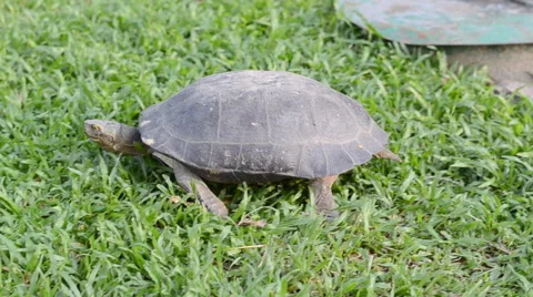 Turtle walk on the grass Stockbeeldmateriaal 45638093