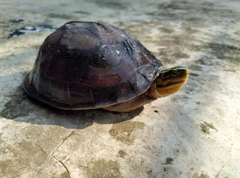 Turtle walk Stock Photos