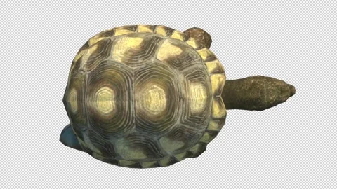 Turtle-walk-TopView-Loop Video stock 241222514