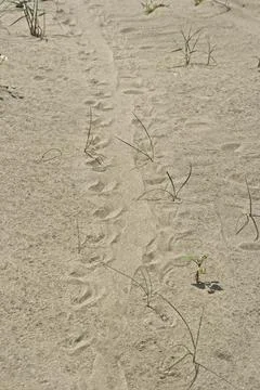 Turtle walk tracks on sandy beach of Mediterranean coast. Stock Photos