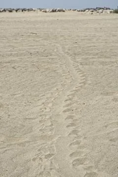 Turtle walk tracks on sandy beach of Mediterranean coast. Stock Photos