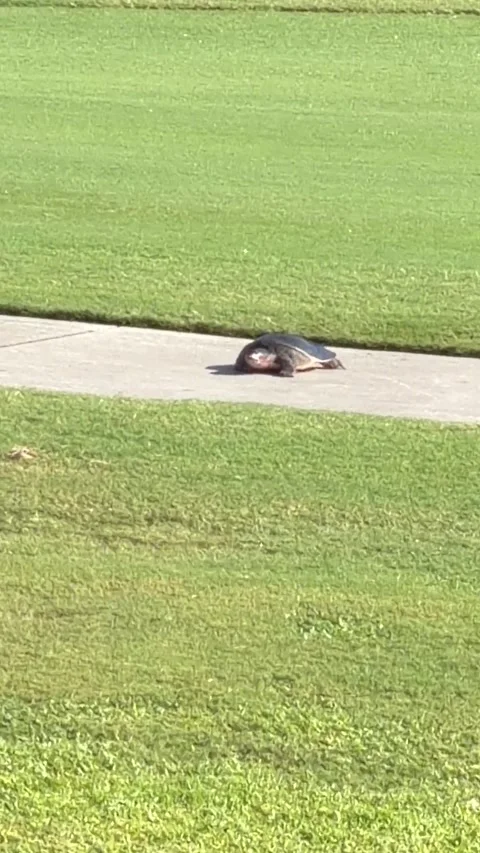 Turtle walking along paved cart path on a golf course. Видео 347547601