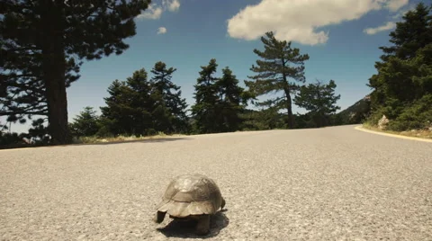 Turtle walking along the road,crawling,asphalt,tracking slider movement. Stock Footage 50389635