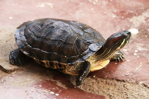 The turtle is walking and watching Foto stock