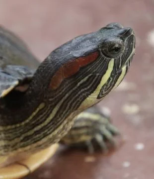The turtle is walking and watching Foto stock
