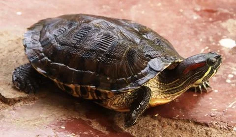 The turtle is walking and watching Stock Photos
