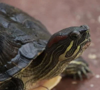 The turtle is walking and watching Foto stock