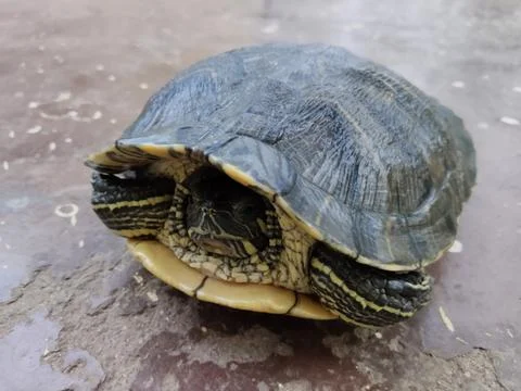 The turtle is walking and watching Stock Photos