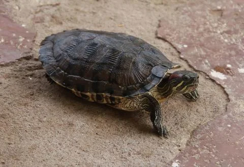 The turtle is walking and watching Stock Photos