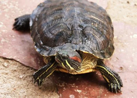 The turtle is walking and watching Stock Photos