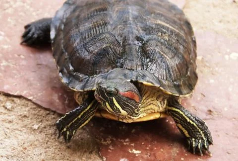 The turtle is walking and watching Stock-Fotos