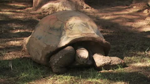 Turtle Walking Around 1 Video stock 19067388