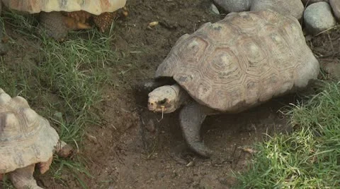 Turtle Walking Around 2 Video stock 19067877