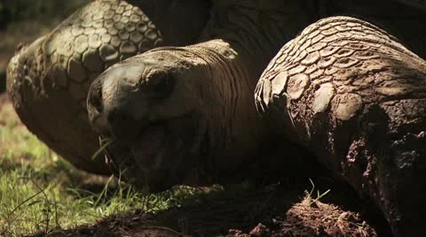 Turtle Walking Around 3 Video stock 18953192