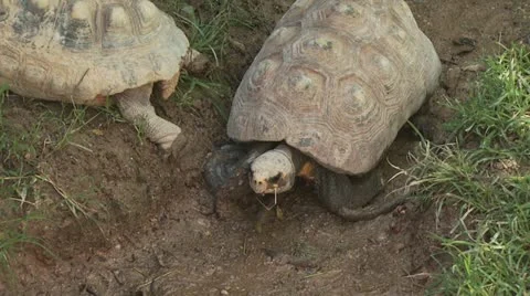Turtle Walking Around 4 Stock-Footage 19068321