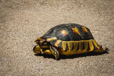 Turtle walking on asphalt in sunlight. Stock Photos