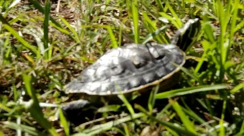 Turtle walking away through tall grass Stock Footage 8767735