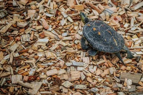 Turtle walking on a bed of wood chips. Stock Photos