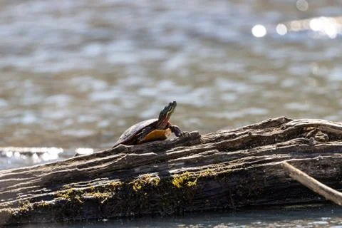 Turtle walking on a broken tree with a blurred background Stock Photos