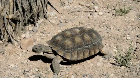 Turtle walking in desert 스톡 동영상 4008580