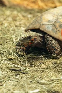 Turtle walking on dry grass in a natural habitat during daytime near a pres.. Stock Photos
