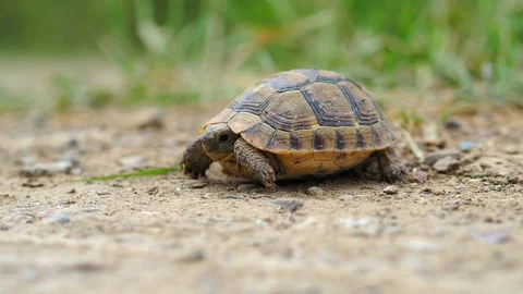 Turtle walking on earth in forest Stock Footage 93583597