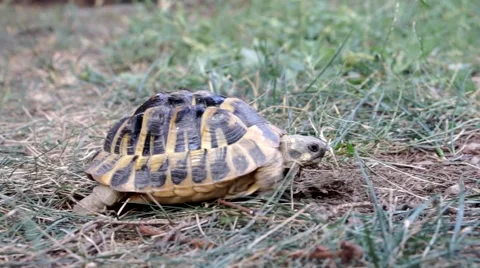 Turtle walking fast in the garden Vidéo 65368802