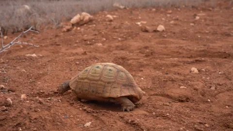 Turtle walking on the floor in Taroudant, Morocco 스톡 동영상 269914818