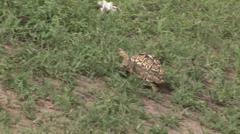 Turtle walking Stock Footage 634566