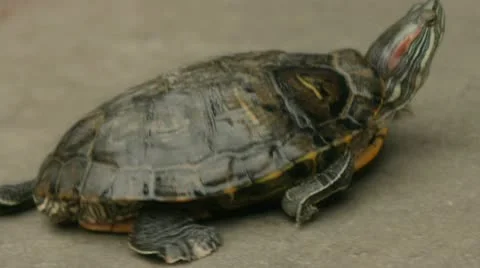 Turtle walking 库存影片 10608480