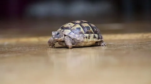 A turtle is walking Stockbeeldmateriaal 245297522