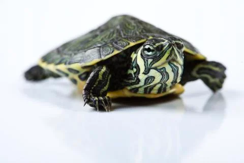 Turtle walking in front of a white background Stock Photos