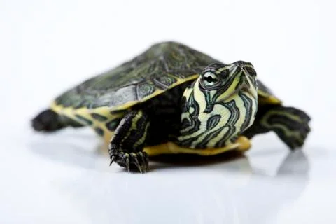 Turtle walking in front of a white background Foto stock