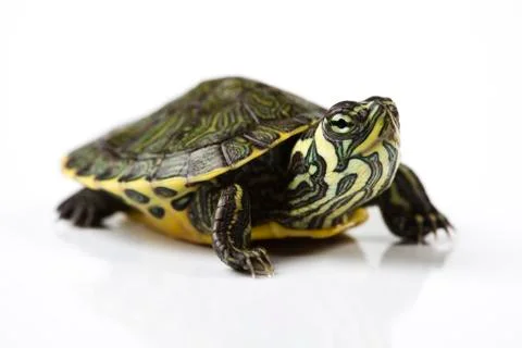 Turtle walking in front of a white background Stock Photos