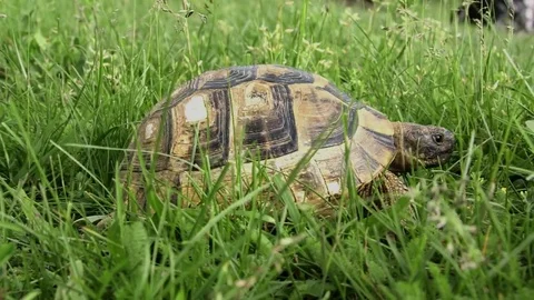 Turtle walking on the grass. Stock Footage 72644382