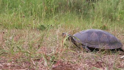 Turtle walking on grass Stock Footage 231821711