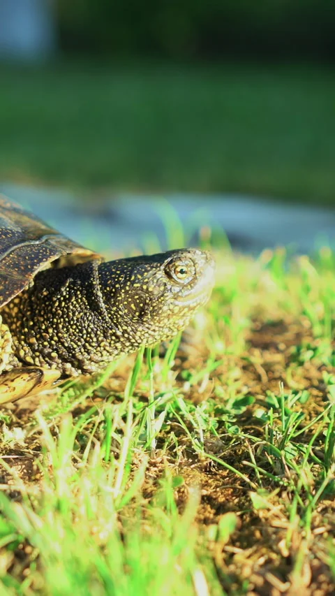Turtle walking in the grass  Stock Footage 296733657