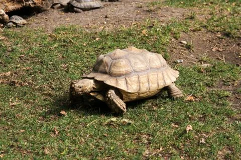 A turtle walking on grass in the middle.	 Stock Photos