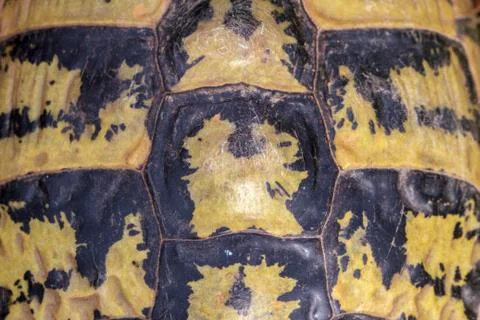 Turtle walking on grass.texture of a turtle shell, image of a Stock Photos