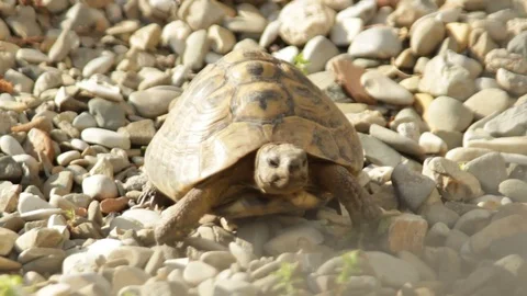 Turtle walking on the grave Stock Footage 75042788